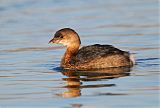 Pied-billed Grebe